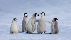 Emperor penguin chicks in Antarctica (© Jan Vermeer/Minden Pictures)(Bing New Zealand)
