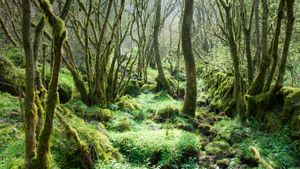 Trees covered in moss at Monk’s Dale in the Peak District, Derbyshire, England (© R A Kearton/Getty Images)(Bing New Zealand)