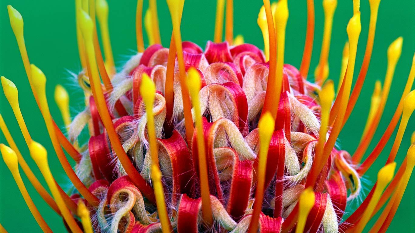 A red pincushion bloom at Kirstenbosch National Botanical Garden, Cape Town, South Africa