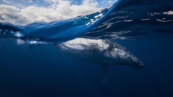Humpback whale