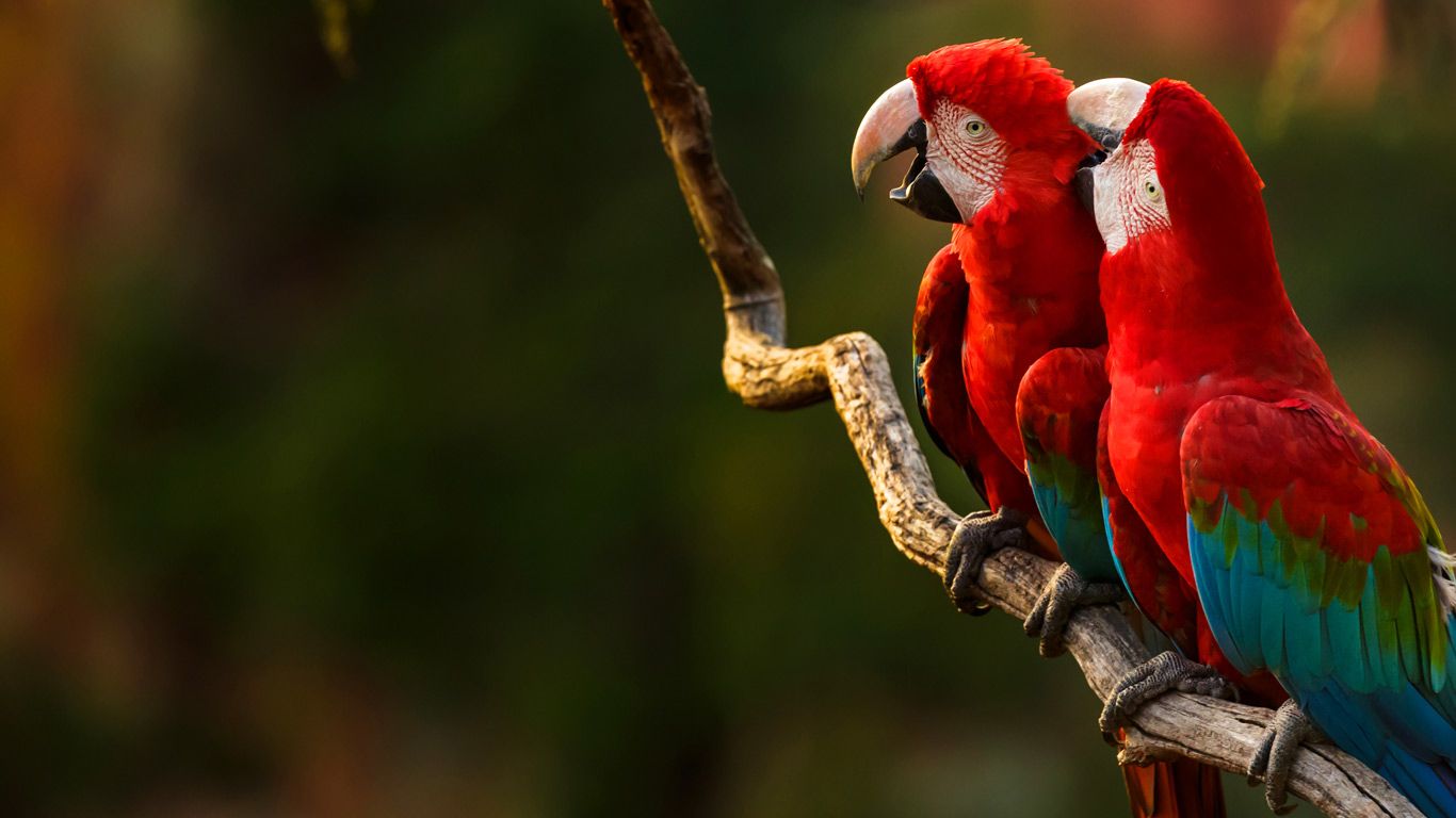 Pair of red-and-green macaws perching on a tree branch, Buraco das Araras, Mato Grosso do Sul, Brazil