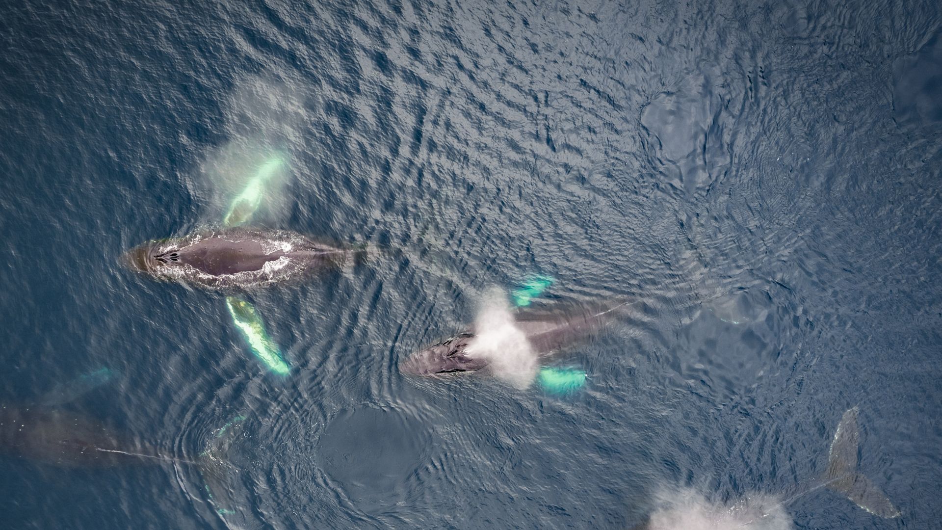 Family of humpback whales, Dutch Harbour, Alaska, USA