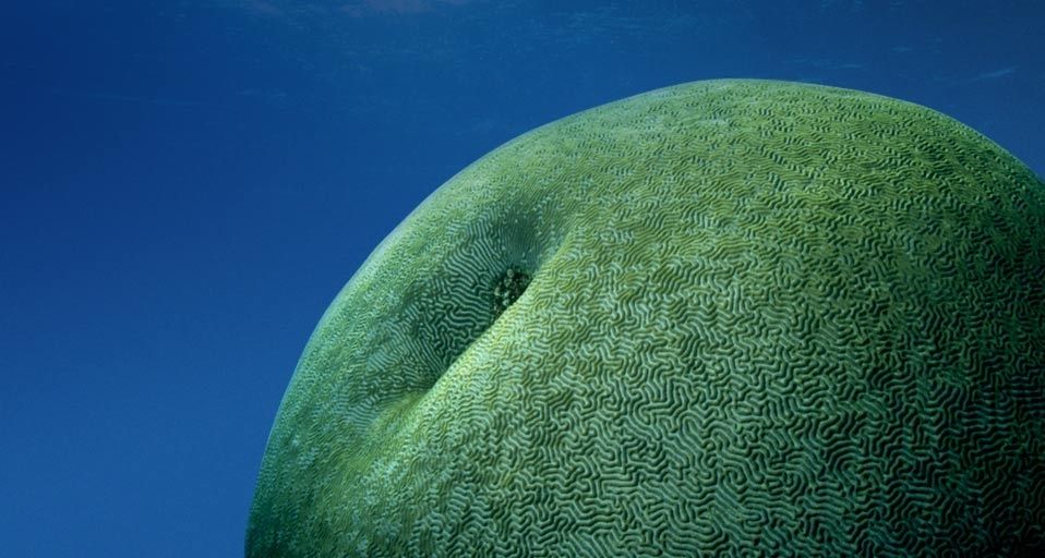 A large brain coral grows toward the ocean's surface in the Great Barrier Reef of Australia