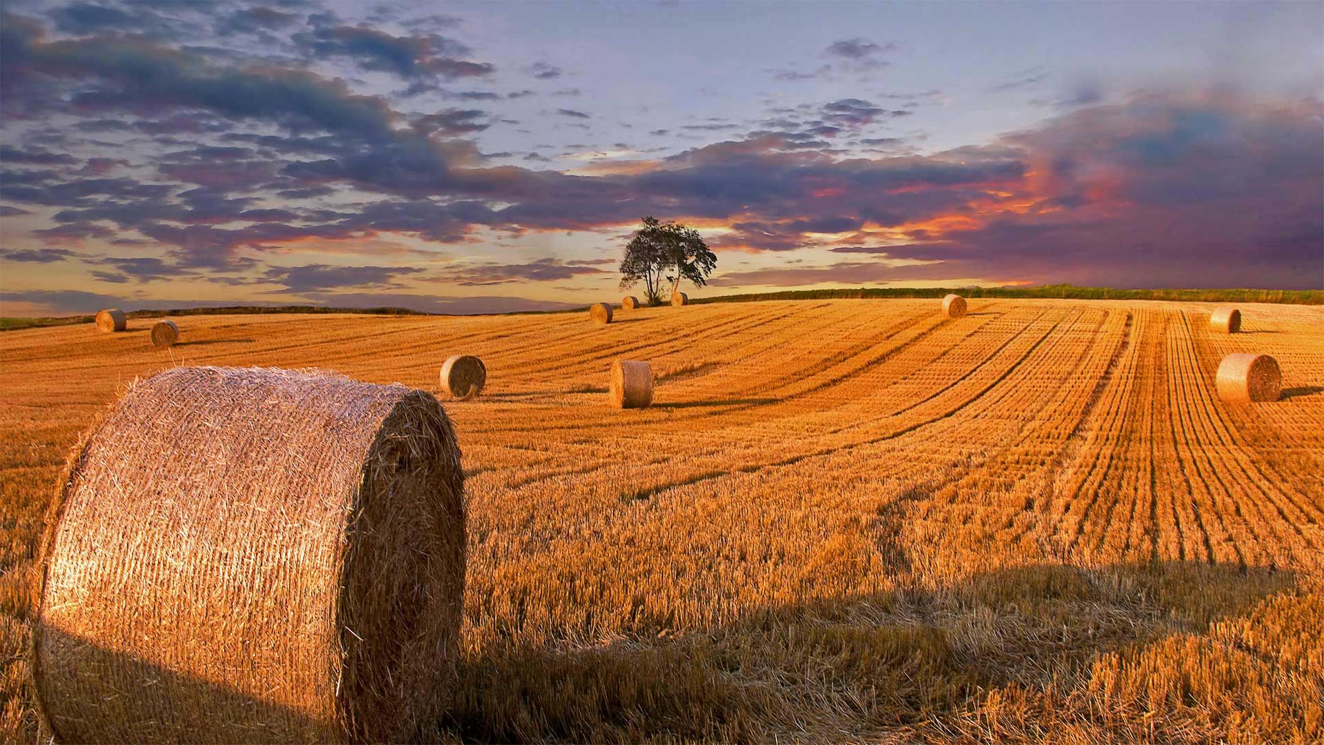 Hay bales in a field in Jutland, Denmark