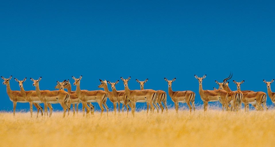 Alarmed impalas herd alert to danger in the Serengeti National Park, Tanzania