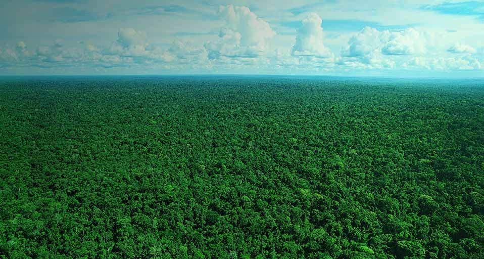 AmazonRainforest