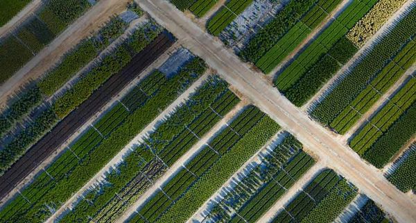 Plant beds in Chesapeake, Va.