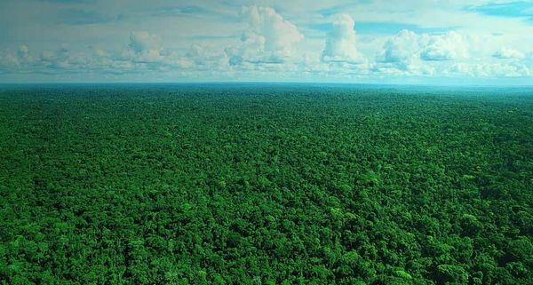 AmazonRainforest