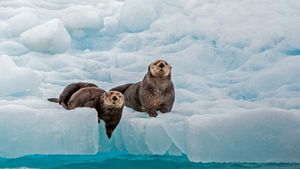 海獭，威廉王子湾，阿拉斯加州，美国 (© Gerald Corsi/Getty Images)(Bing China)