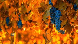 Grapes on the vine in Mendoza, Argentina, for the National Grape Harvest Festival (© javarman3/iStock/Getty Images Plus)(Bing United States)