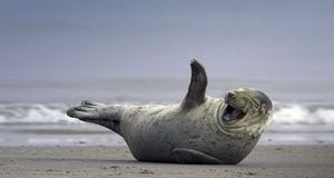 Gray seal on the beach near Helgoland, Germany -- Hinrich Baesemann/Corbis &copy; (Bing United States)