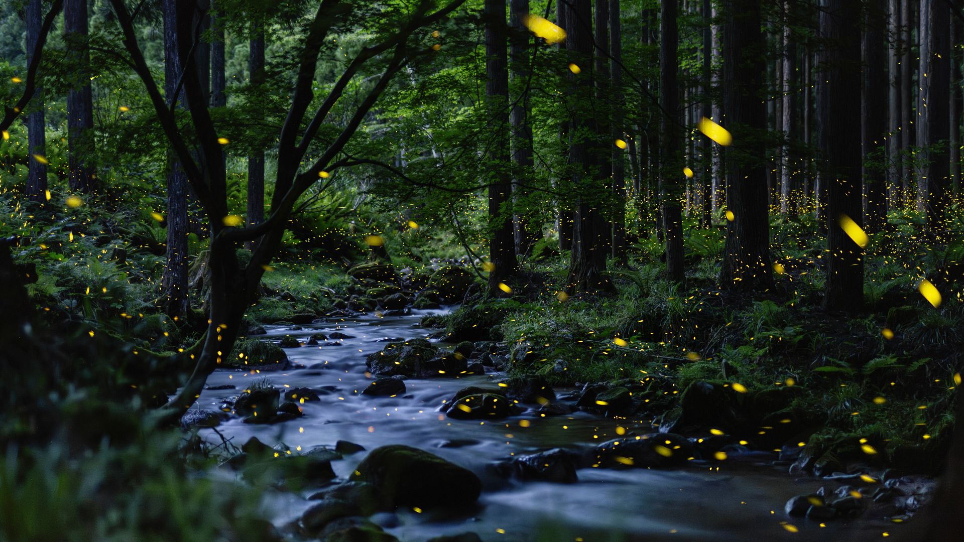 Fireflies glowing above a stream, Okayama Prefecture, Japan