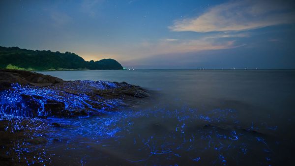 Bioluminescent sea fireflies along the shore of Okayama, Japan