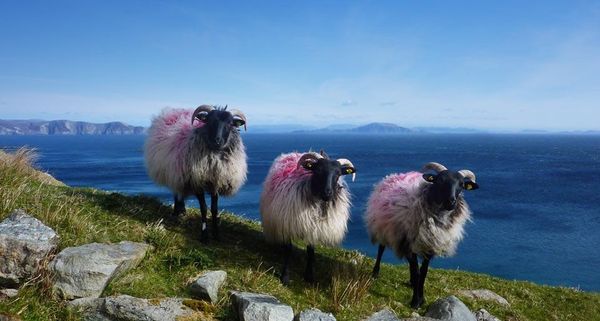 PinkSheep