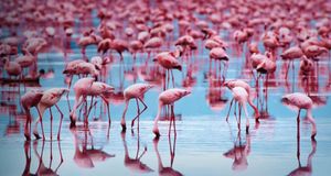 它们很惬意：纳库鲁湖面上壮观的红鹳军团 – Eric MeolaGetty Images &copy; (Bing China)