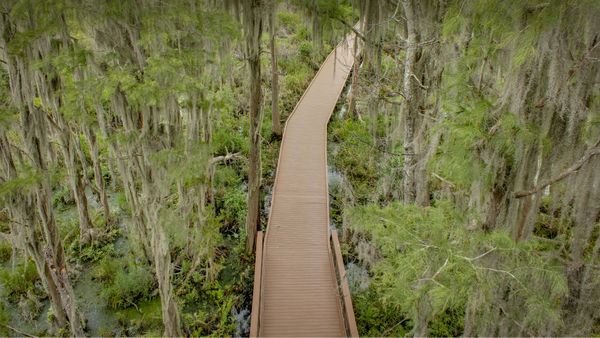 Spanish moss trees over a boardwalk in the Okefenokee Swamp, Folkston, Georgia