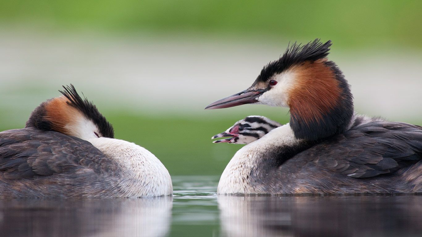 Great crested grebes with chick