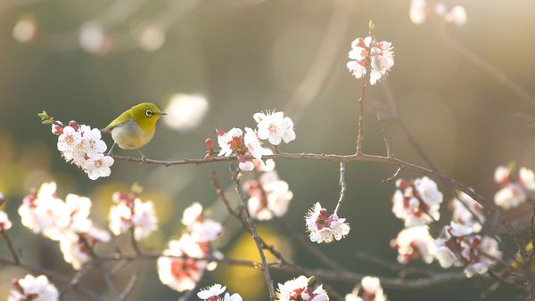 初春の梅に飛来したメジロ