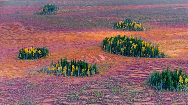 Autumn in the East Siberian taiga, Russia