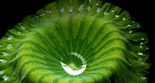 LotusLeafLake