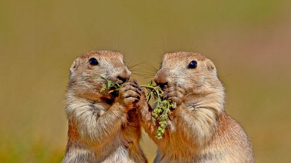 Black-tailed prairie dogs in Wind Cave National Park, South Dakota, USA