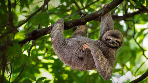 Brown-throated three-toed sloth in Manuel Antonio National Park, Costa Rica