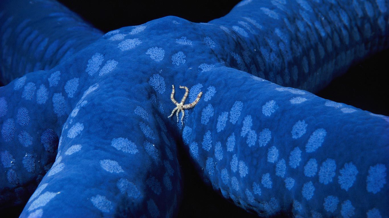 A brittle star wanders across a blue sea star off the coast of the Solomon Islands