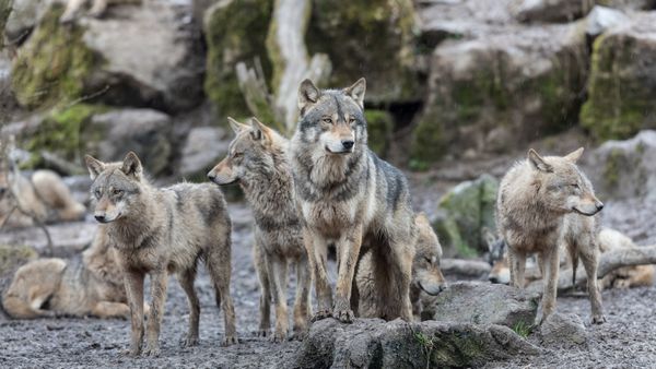 Loup gris