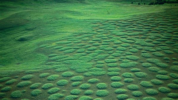 Prairie mounds at Oregon’s Zumwalt Prairie