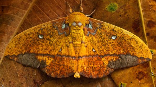 Saturniid moth, Yasuni National Park, Ecuador