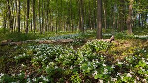 White trilliums blooming in Ontario, Canada (© Jun Zhang/Getty Images)(Bing United States)