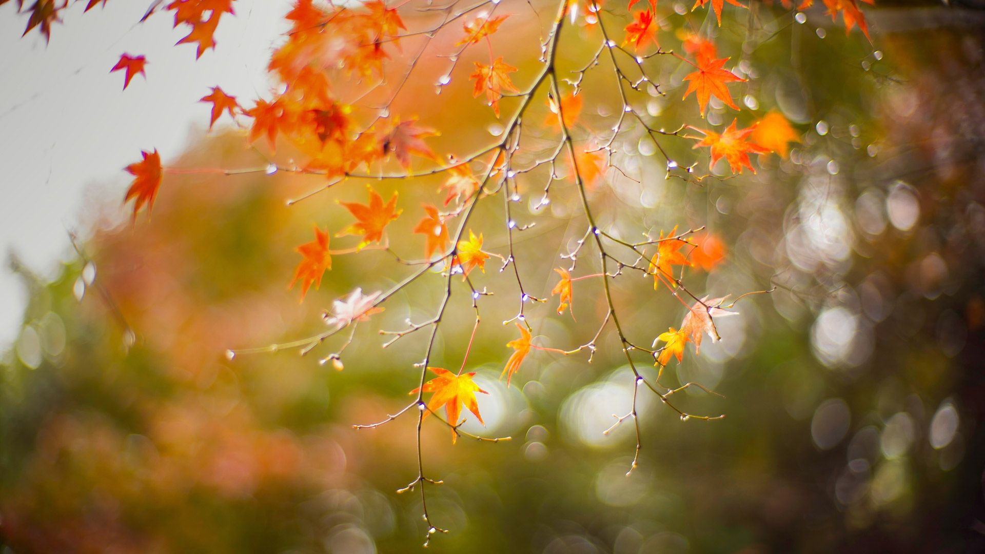 Maple leaves in autumn