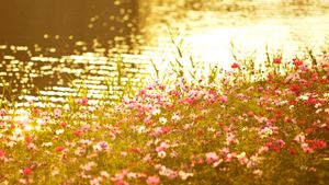 川辺のコスモス (© iplan/a.collectionRF/Getty Images)(Bing Japan)