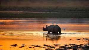 Indian rhinoceros, Kaziranga National Park, India (© Abhishek Singh/Moment/Getty Images)(Bing Australia)