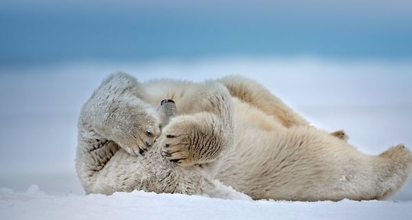 PolarBearAK