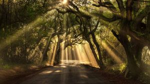 Botany Bay road sur l’île Edisto Island, Caroline-du-Sud, États-Unis (© Michael Woloszynowicz/500px)(Bing France)