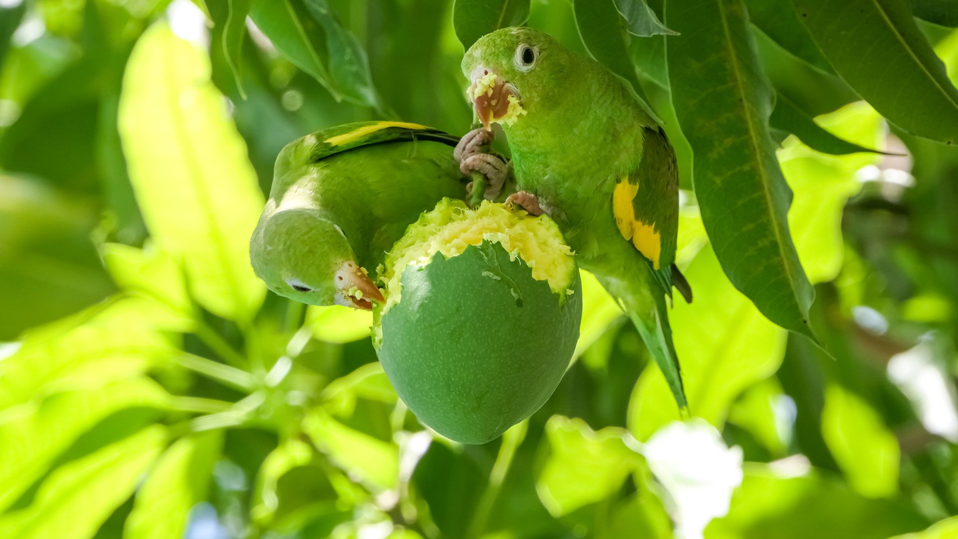 Yellow-chevroned parakeets in a mango tree, Pantanal, Brazil