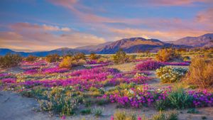安沙波利哥沙漠州立公园的野花，加利福尼亚州，美国 (© Ron and Patty Thomas/Getty Images)(Bing China)