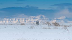 Snowy owl near the Canadian Rockies (© www.harshadventure.com/Moment/Getty Images)(Bing Canada)