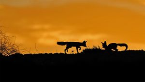 Cape foxes in the Kalahari Desert, South Africa (© NSP-RF/Alamy)(Bing New Zealand)