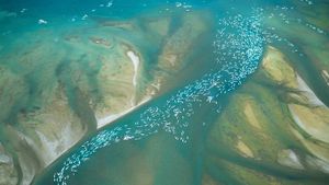 An aerial view of a pod of beluga whales congregated in an inlet, Canada (© Norbert Rosing/National Geographic/Getty Images)(Bing Canada)