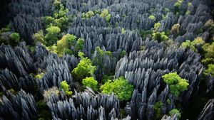 ｢ツィンギ・デ・ベマラ厳正自然保護区｣マダガスカル (© Frans Lanting/Mint)(Bing Japan)