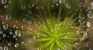 A grass spider’s web with raindrops (© Don Johnston/Age Fotostock) &copy; (Bing Australia)