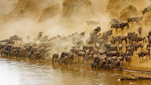 Blue wildebeest herd at the Mara River in Masai Mara National Reserve, Kenya (© Winfried Wisniewski/Corbis)(Bing United States)