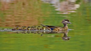 阿拉帕霍县的一只雌性鸭子和一群小鸭子，美国科罗拉多州 (© Robert Harding/Alamy)(Bing China)