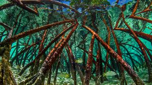 巴哈马，埃克苏马群岛，史坦尼尔礁中的红树林 (© Jimmy White/Offset.com)(Bing China)