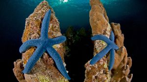 Blue Linckia sea stars, New Ireland, Papua New Guinea (© Jurgen Freund/Minden Pictures)(Bing Australia)