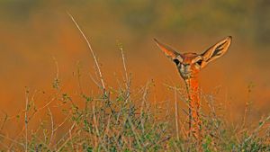 肯尼亚，桑布鲁野生动物保护区中的长颈羚 (© Paul Souders/Aurora Photos)(Bing China)
