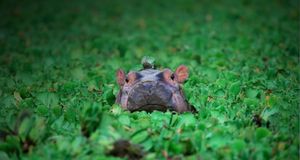 「川の中を歩くカバ」タンザニア, セレンゲティ国立公園 -- Art Wolfe/Getty Images &copy; (Bing Japan)