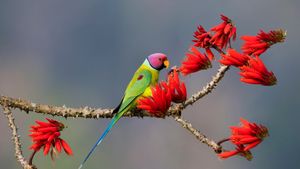 Plum-headed parakeet at Shimoga, Karnataka, India (© Hira Punjabi/Alamy Stock Photo)(Bing New Zealand)